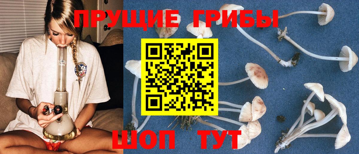 Псилоцибиновые грибы Cubensis Иваново